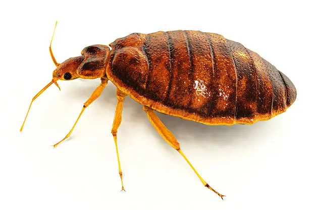 Expert bed bug treatment in Kenya by Staha Property Care Limited